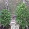 Kritikal-K Seeds