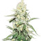 Graines de cannabis La Blanca Gold Auto (Vision Seeds)