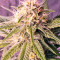 Original Amnesia feminized seeds