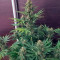 Pandora Auto feminized seeds