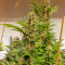 Graines de cannabis White Domina (Kannabia Seeds)