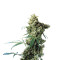 Super Silver (Dinafem Seeds)
