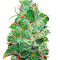 Semi femminizzati Fruity Chronic Juice