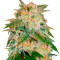 La Bella Afrodita Auto feminized seeds