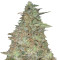 Graines de cannabis Melon Kali (KFC Seeds)