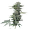 Graines de cannabis Roadrunner Autoflowering #2 (Dinafem Seeds)
