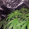 Afghan Kush X Black Domina (World of Seeds)