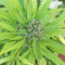 Buddha Kraken (Buddha Seeds)