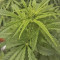 Girl Scout Cookies Auto Auto Seeds