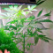 Lemon OG Haze Auto (Nirvana Seeds)