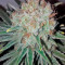 Semi femminizzati Raspberry Cough