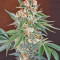 San Fernando Lemon Kush Seeds