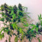 Auto New York City (Pyramid Seeds)