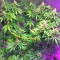 Blackberry feminized seeds