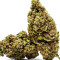 Cannatonic feminized seeds