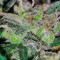 Critical + Seeds