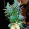 Mataro Blue Max Auto (Kannabia Seeds)