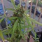 Graines de cannabis Mikromachine Auto (Kannabia Seeds)