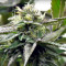 Remo Chemo (Dinafem Seeds)