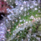 SexBud feminized seeds