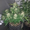Graines de cannabis King’s Kush Auto (GHS)