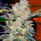 King’s Kush Seeds