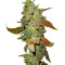 Diesel Seeds (Dinafem Seeds)