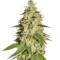 Graines de cannabis Raspberry Diesel (Humboldt Seeds Organization)
