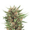 Sweet Skunk Automatic feminized seeds