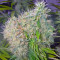 Cookies Kush Seeds