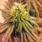 Lithium OG Kush Seeds