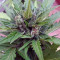 Sugar Gom Auto Seeds