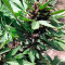 Auto Dark Purple feminized seeds