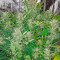 Blue Dream Auto (Humboldt Seeds Organization)