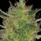 CBD-Chronic feminized seeds