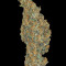 CBD-Chronic feminized seeds