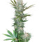 G13 Haze Regular