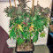 Kush`N`Cheese feminized seeds