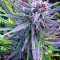Northern Light x Big Bud (World of Seeds)