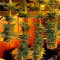 Silver Haze Seeds (Vision Seeds)