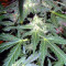 Sweet Mango Auto (GHS)