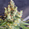 Big Devil F1 Fast Version marijuana strain