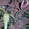 Black Cream Auto