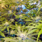 Cream Mandarine Auto Seeds