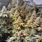 LSD (Barney's Farm)