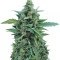 OG Kush Seeds (Dr. Krippling Seeds)