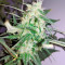 Graines de cannabis Sweet Cheese Auto (Sweet Seeds)
