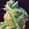 Diesel Glue (BCN Diesel) (Kannabia Seeds)