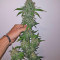 Big Bud (Vision Seeds)