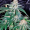 Semi di Bubba Kush femminizzati (Dinafem Seeds)